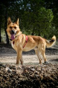 ADOPCI&Oacute;N
