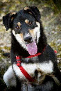 ADOPCI&Oacute;N